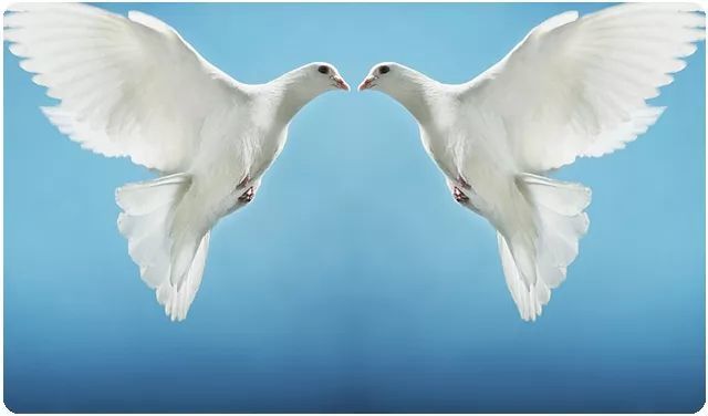 新澳门2025原材料大全