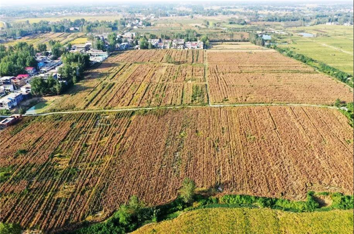 新澳门2025原材料大全