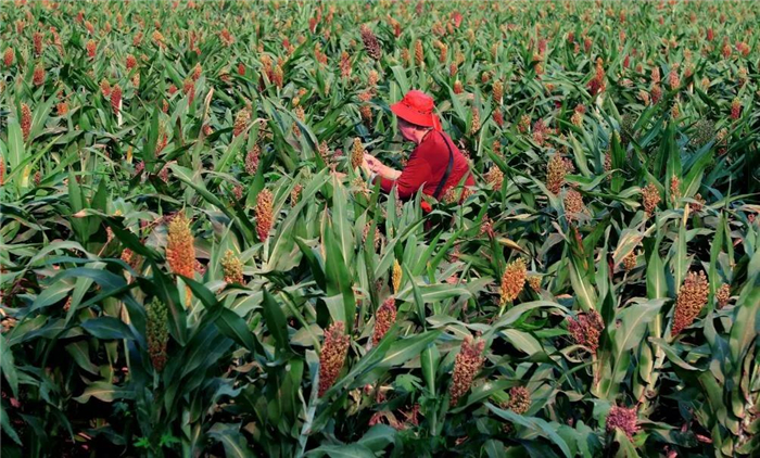 新澳门2025原材料大全