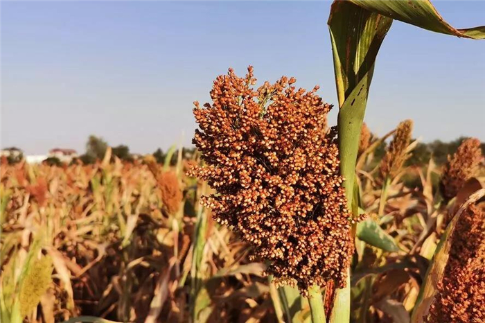 新澳门2025原材料大全