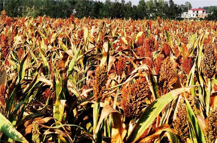 新澳门2025原材料大全