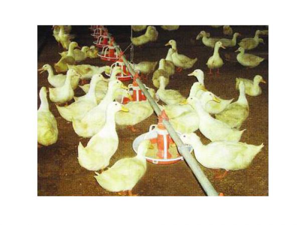 鸭鹅用喂料系统
